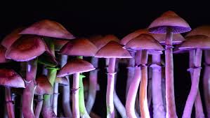 magic mushrooms for ptsd and depression