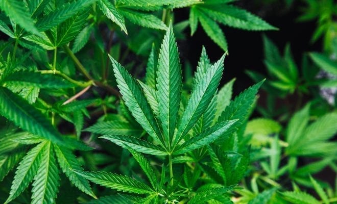 Cannabis Grading System - How it works - BHANG-BHANG