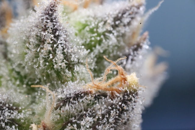 what-are-cannabis-trichomes