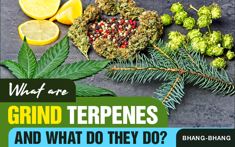 What-are-Cannabis-Terpenes-and-What-do-they-do