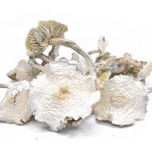Albino-Zilla-Magic-Mushrooms-bhangbhang